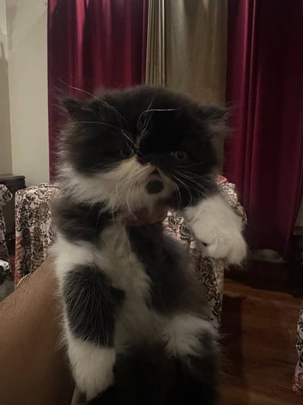 Persian piki kitten available 3