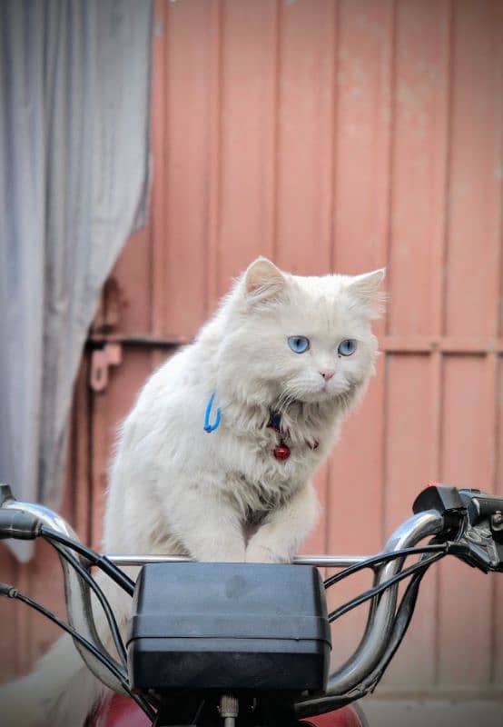 blue eyes male cat baby 0