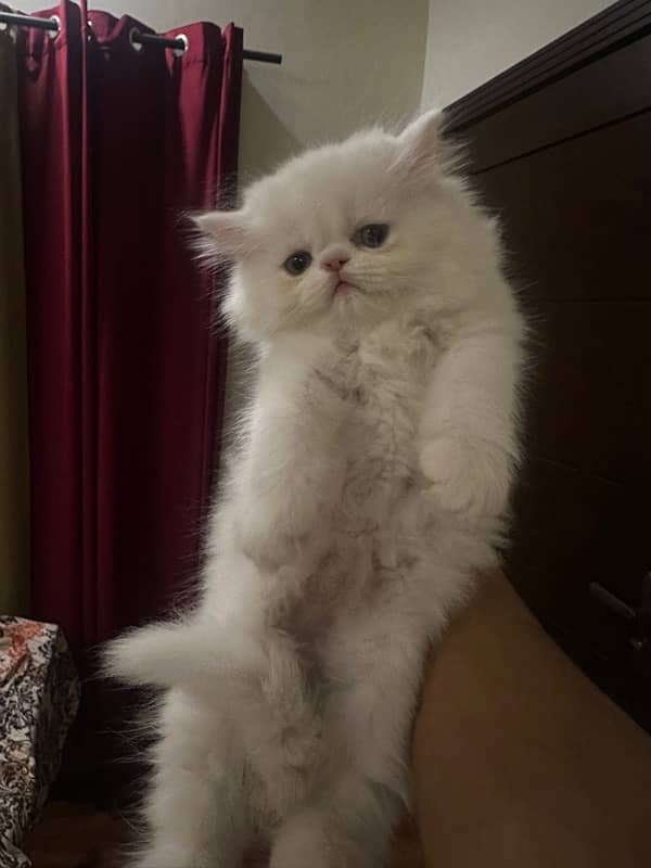 Persian piki kitten available 4