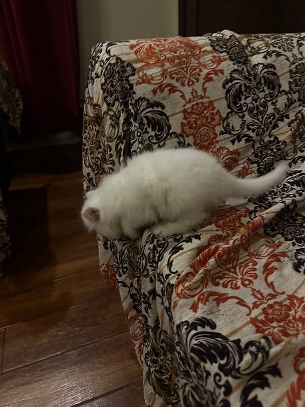 Persian piki kitten available 5