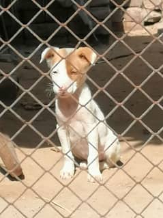 Pitbull femle puppy urgent sale