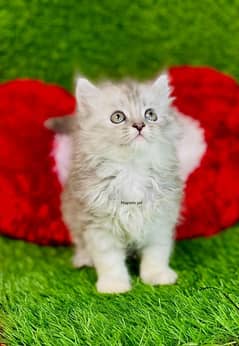 Gray Persian kitten| Triple long coat|punch Face|cat babies