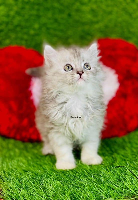 white Persian kitten| Triple long coat|punch Face|cat babies 7