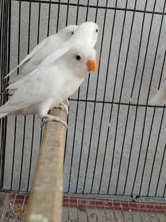 Albino/ino | Albino | lovebird