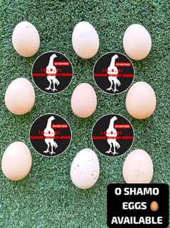 O SHAMO 70% fertile EGGS AVAILABLE.