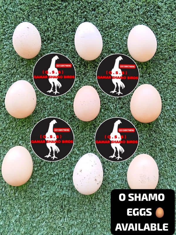 O SHAMO 70% fertile EGGS AVAILABLE. 0