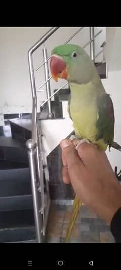 raw parrot