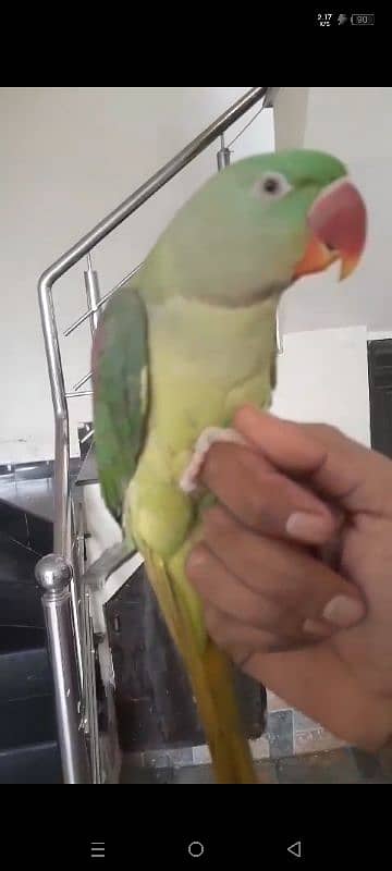 raw parrot 1