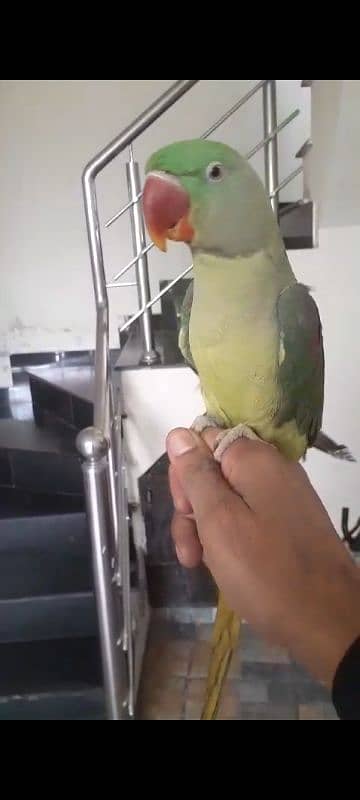 raw parrot 2