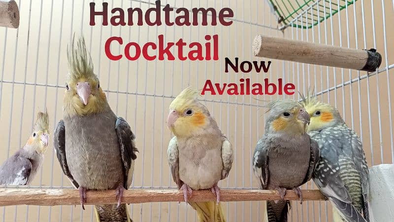 hand tame cocktail 4