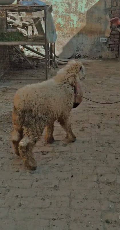 kajla chtar for sale age 4.5 contect 03259001234 1