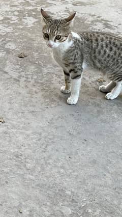 stray tabby 2 male kitten for adoption only in gujranwala