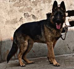 German Shepherd