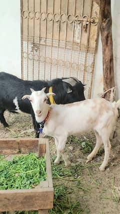 Nigerian breeder with two kodu females