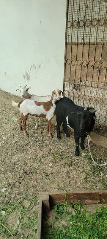 Nigerian breeder with two kodu females 1