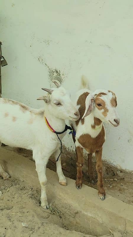 Nigerian breeder with two kodu females 2