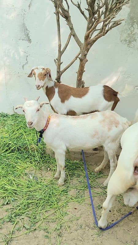 Nigerian breeder with two kodu females 3