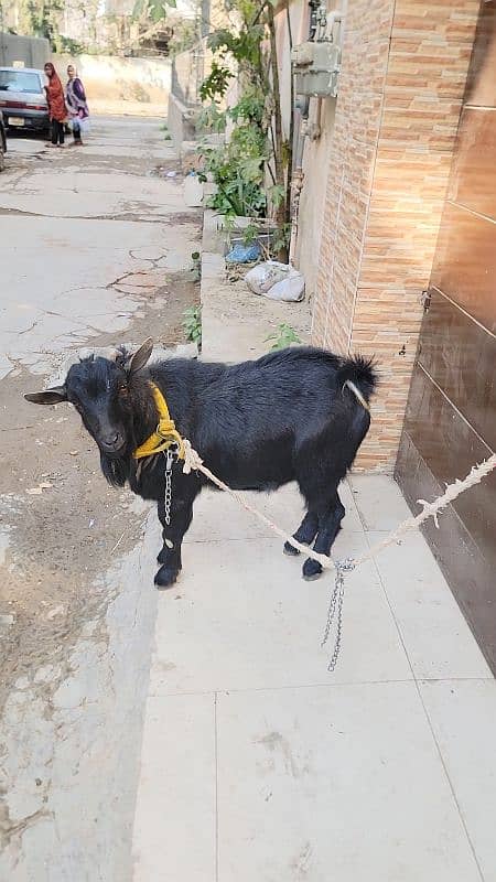 Nigerian breeder with two kodu females 4