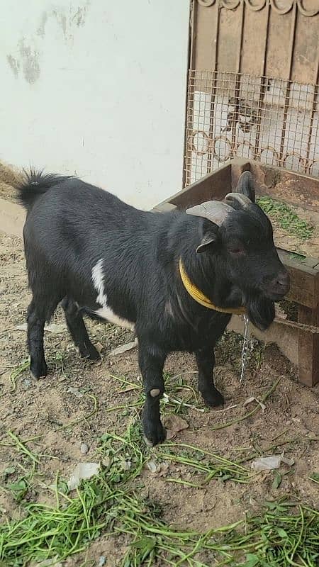 Nigerian breeder with two kodu females 5