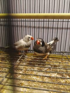 banglies finches for sale