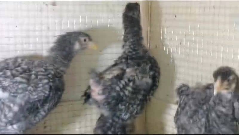 coco , black , and blue bharama 3 months chick's available 0