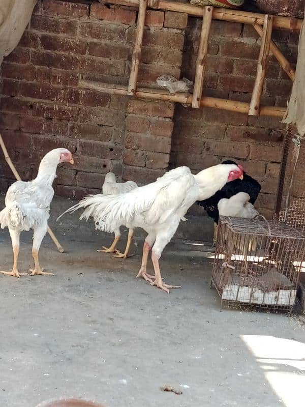 Pure white heera aseel egg N chicks for sale 18