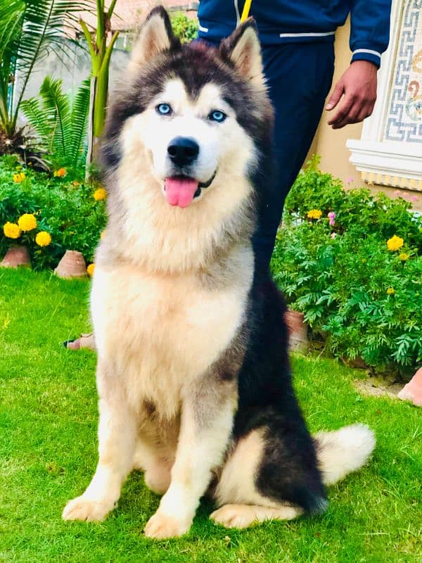 Siberian husky male 0