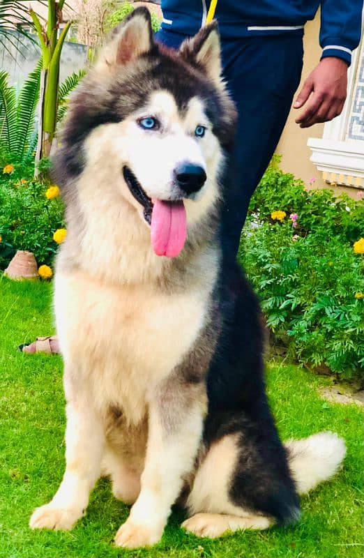 Siberian husky male 1