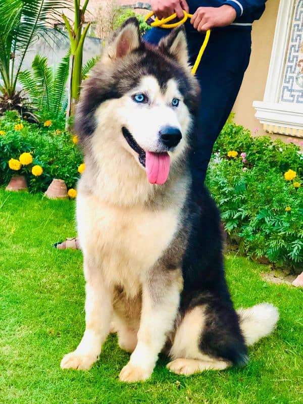 Siberian husky male 2