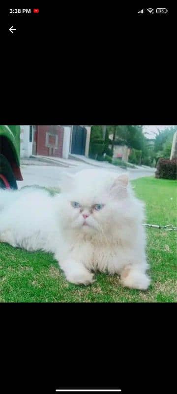 persian male cat for matings only 0