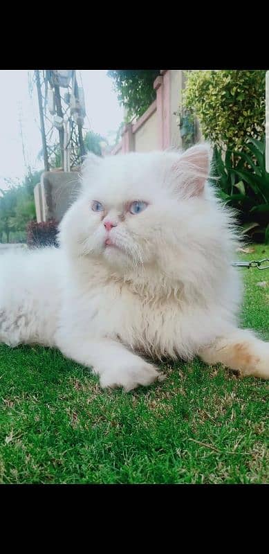 persian male cat for matings only 1