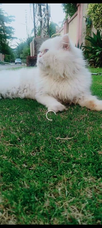 persian male cat for matings only 2