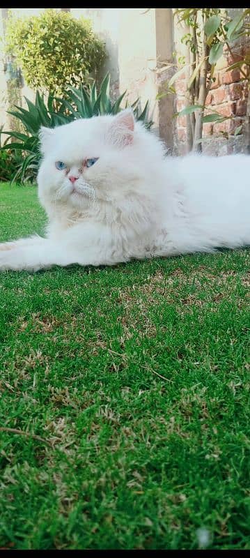 persian male cat for matings only 3