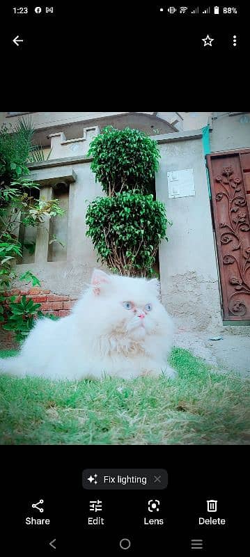 persian male cat for matings only 4