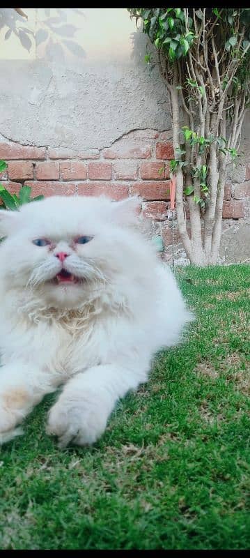 persian male cat for matings only 5