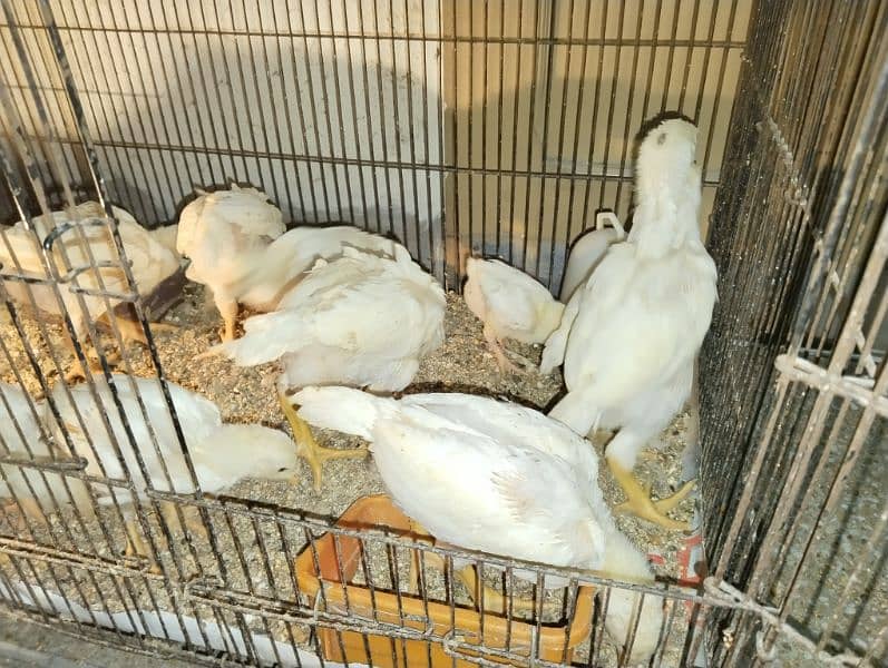 white shamo chicks 5