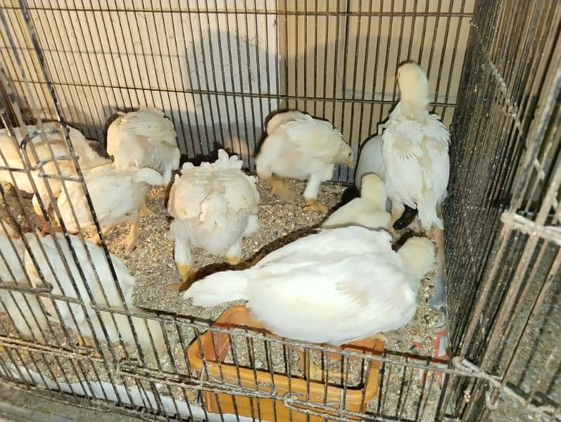 white shamo chicks 6