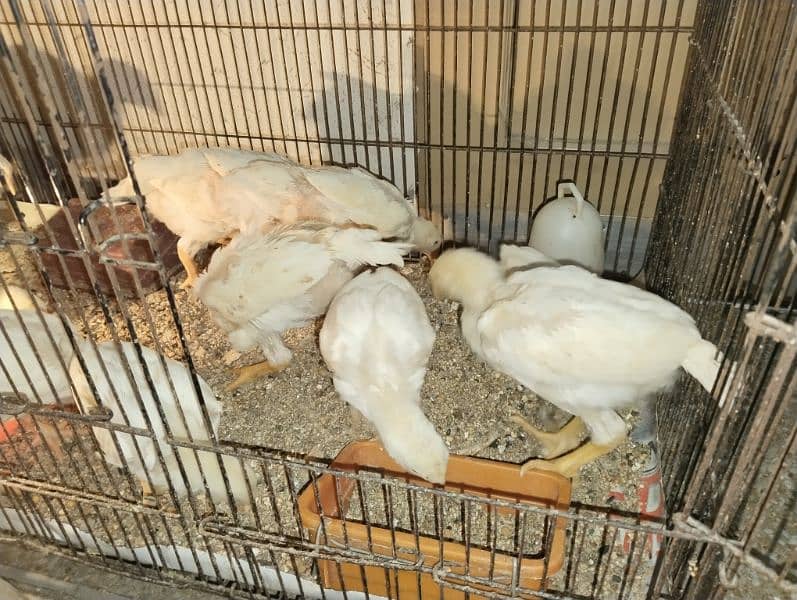 white shamo chicks 7