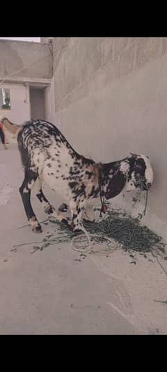 bakra