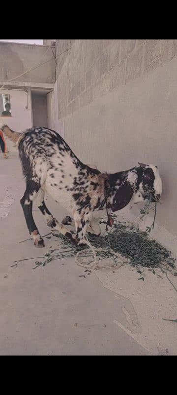 bakra 0