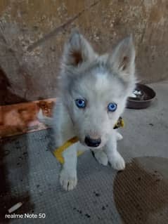 husky female puppy