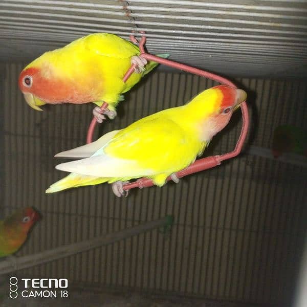 common lutino lovebirds fisher 1