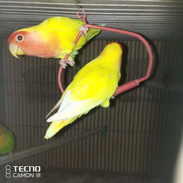 common lutino lovebirds fisher 2