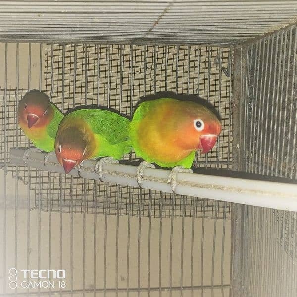 common lutino lovebirds fisher 3