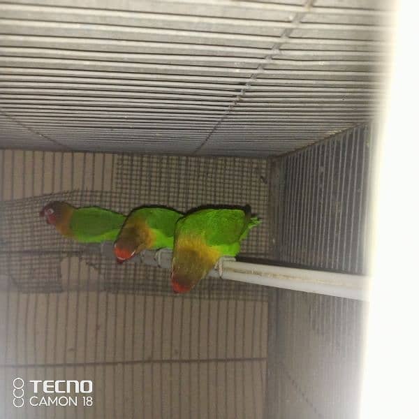 common lutino lovebirds fisher 4