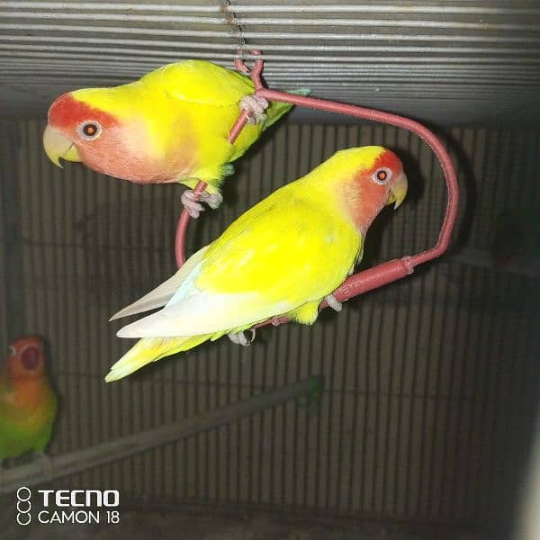 common lutino lovebirds fisher 5