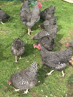 Plymouth Rock full heritage 100  chicks 1 days old price 1500 or