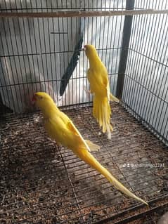 YELLOW LOVE BIRD NON DNA