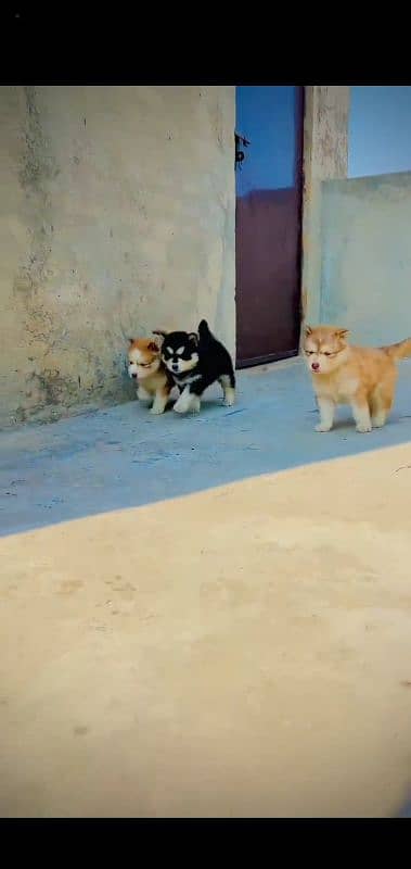 Husky puppies for sale, Siberian Husky puppies Available for sale 8