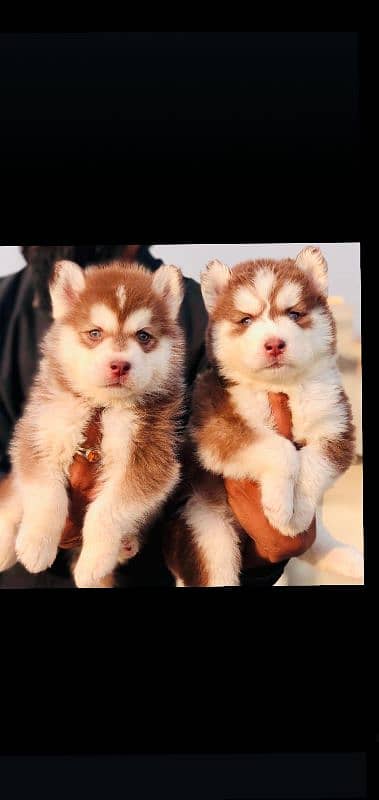 Husky puppies for sale, Siberian Husky puppies Available for sale 9